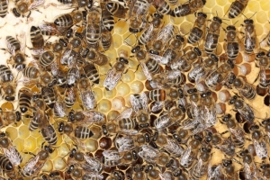 Brutnest der Honigbiene